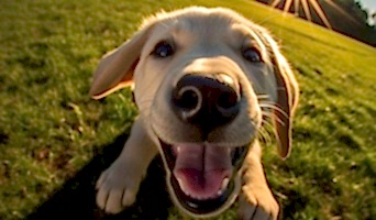 Batı Köpek Oteli Özel Bakım, Batı Köpek Oteli Özel Bakım