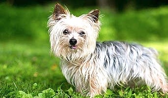 Yaz Tatilinde Köpek Oteli Seçerken Nelere Dikkat Etmeli?, Yaz Tatilinde Köpek Oteli Seçerken Nelere Dikkat Etmeli?