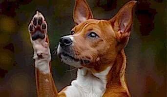 Çalışanlar İçin Köpek Oteli Hizmeti, Çalışanlar İçin Köpek Oteli Hizmeti