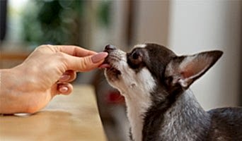 Köpek Eğitimi Hizmeti Olan Otel, Köpek Eğitimi Hizmeti Olan Otel