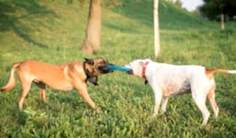 Sosyalleşme İmkânı Sunan Köpek Oteli, Sosyalleşme İmkânı Sunan Köpek Oteli